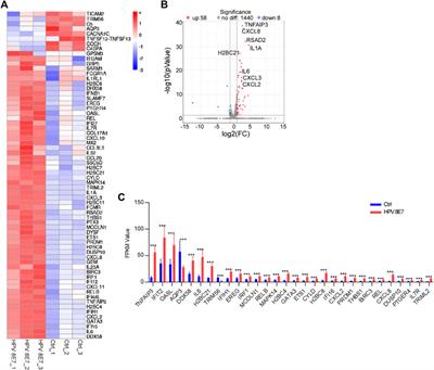 Gene Expression Profile Analysis of Human Epidermal Keratinocytes Expressing Human Papillomavirus Type 8 E7